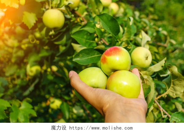 一只手在摘着绿色的苹果花园里树枝上的绿色苹果。收获有机水果